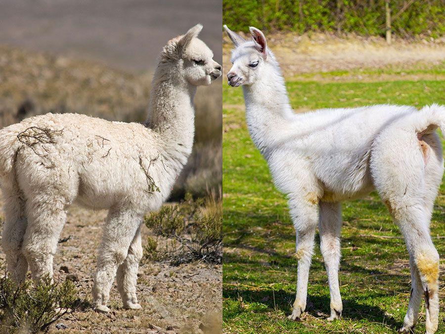 Alpaca and Llama Side-by-Side