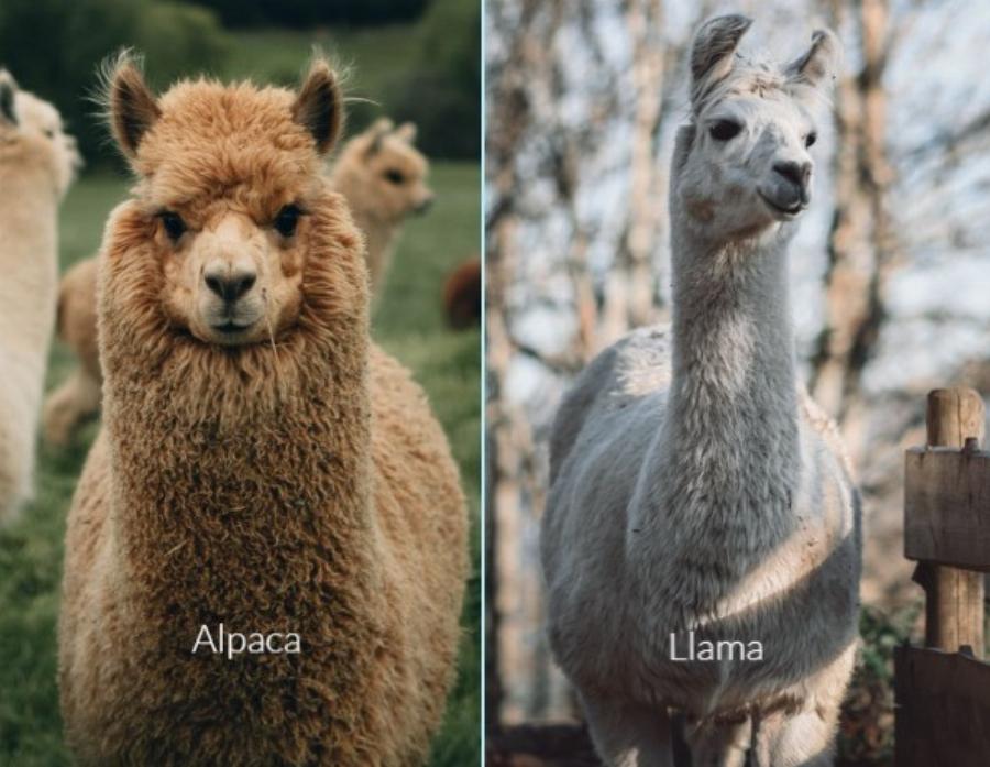 Alpaca and Llama Comparison