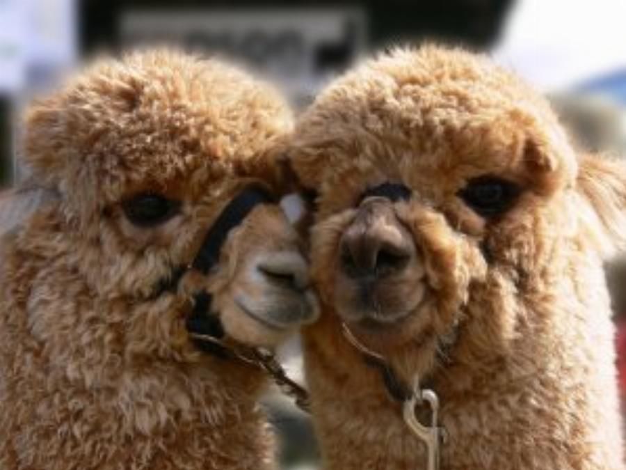 Alpacas in their natural habitat in the Andes Mountains