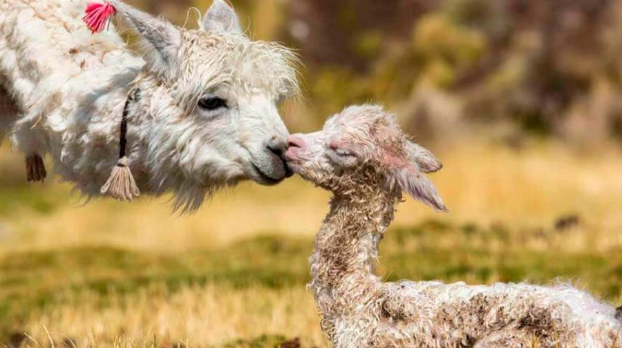 Alpacas grazing in the Andes Mountains of Peru