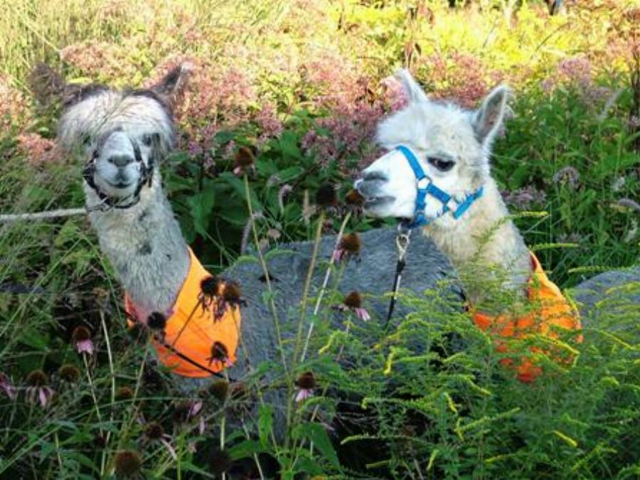 Alpaca Safely Behind Fence in Garden