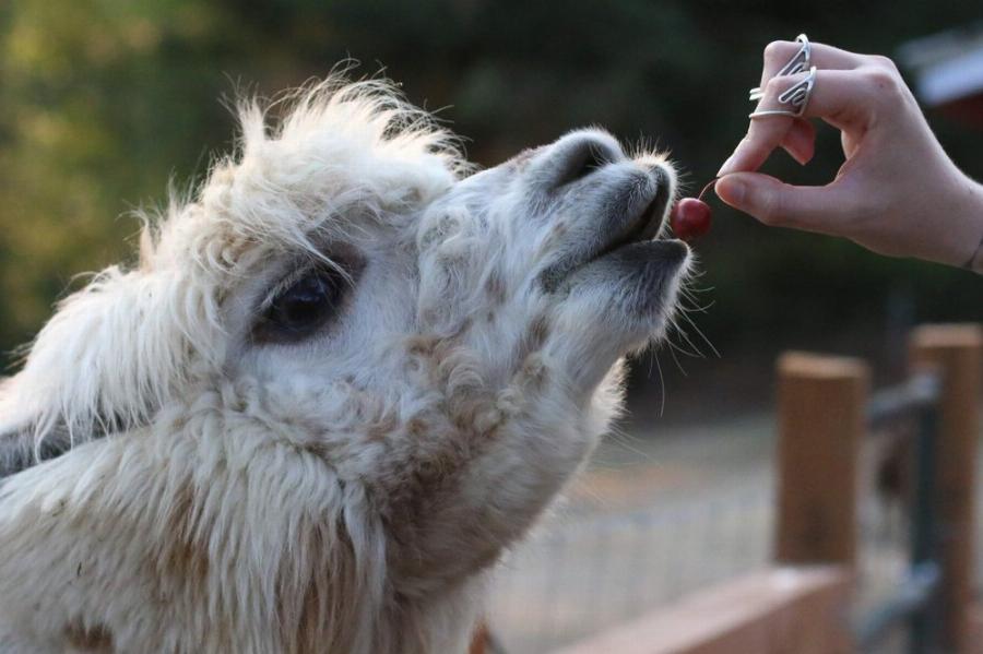 Essential alpaca care and husbandry practices