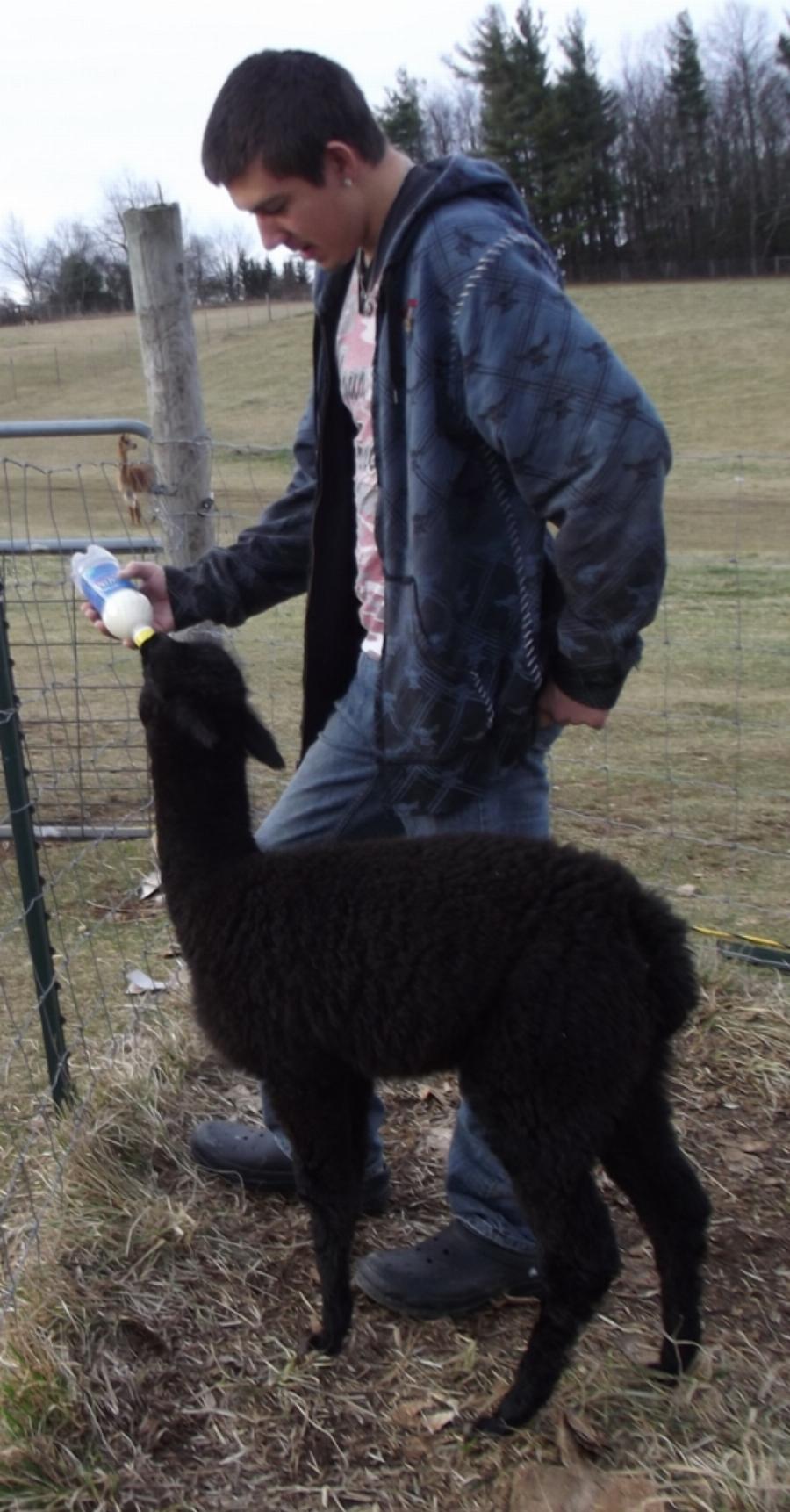 Alpaca cria with its mother