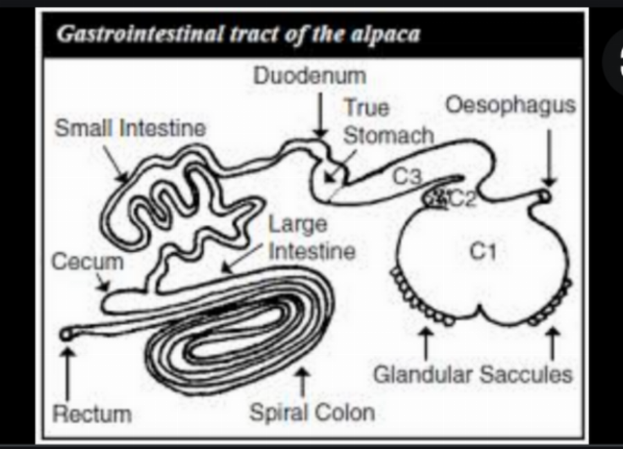 Alpaca Digestive System Diagram