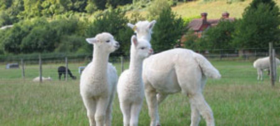 Alpaca Dystocia and Veterinary Assistance