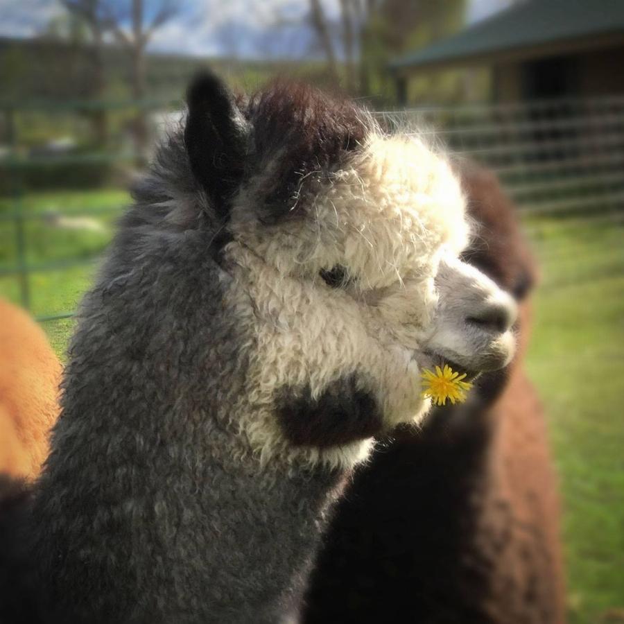 Alpaca Eating a Dandelion