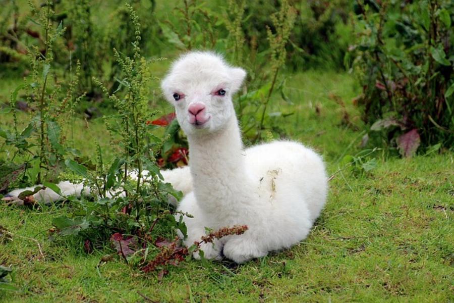 Alpaca Eating Grass and Hay