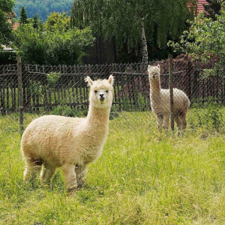 Alpaca Grazing in a Field