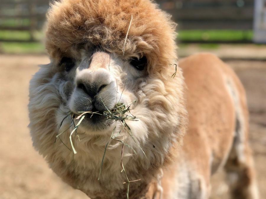 An alpaca eating hay on a farm