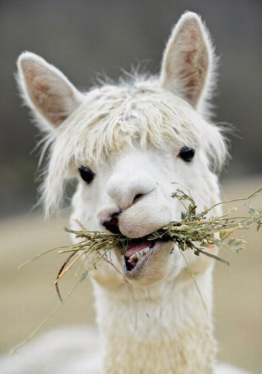 Alpaca Grazing in a Fenced Pasture