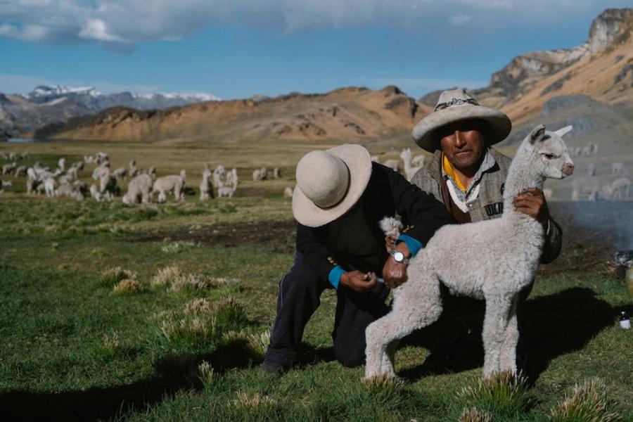 Alpaca Herds Thriving in High-Altitude Andean Landscapes