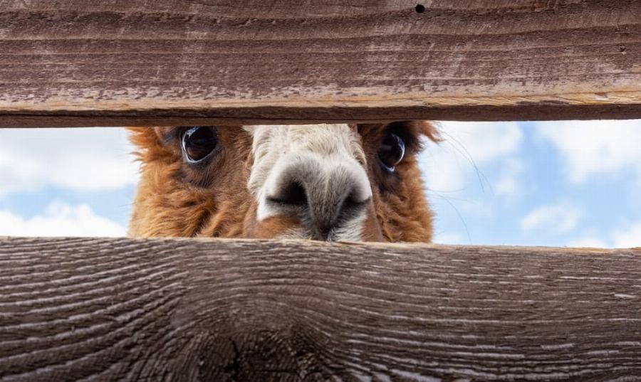 Veterinarian performing a health check on an alpaca