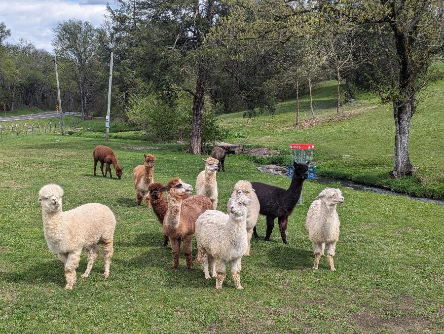 A herd of alpacas