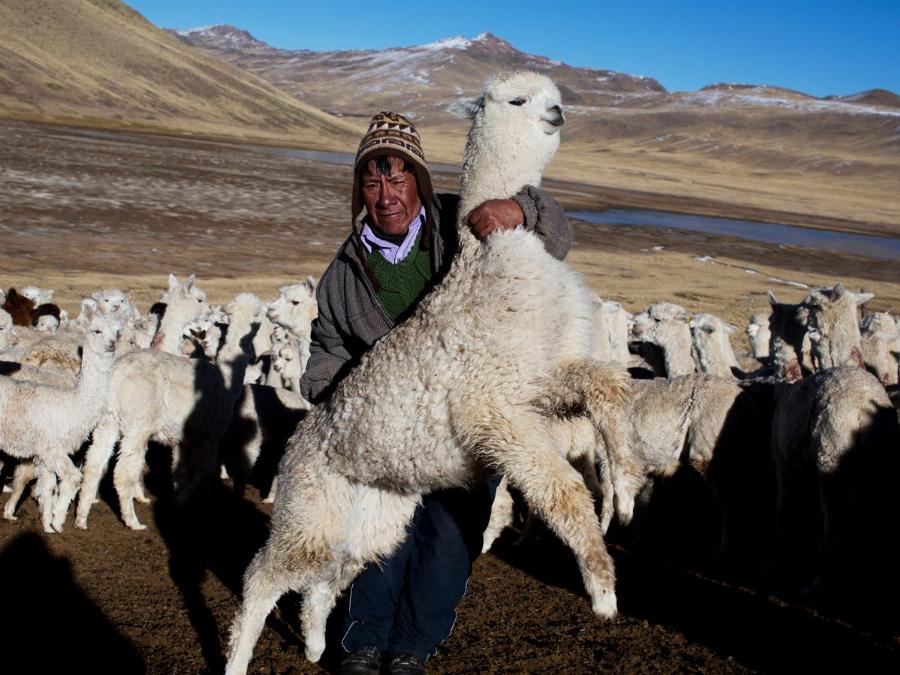 Alpaca Herd in the Andean Mountains