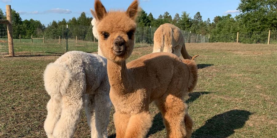 Alpaca Herd Socializing