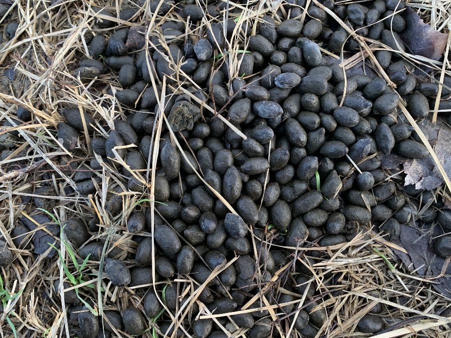 Alpaca Herd and Communal Dung Pile