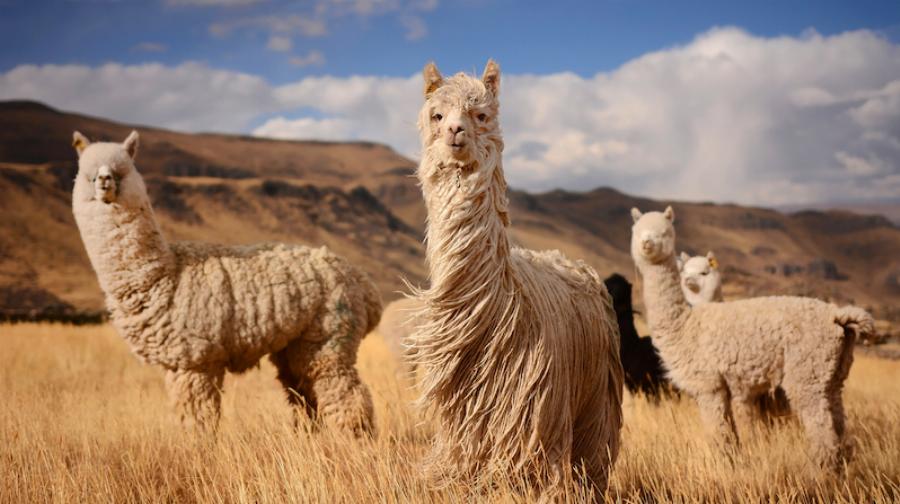 Alpaca Herd Communicating in the Andes Mountains