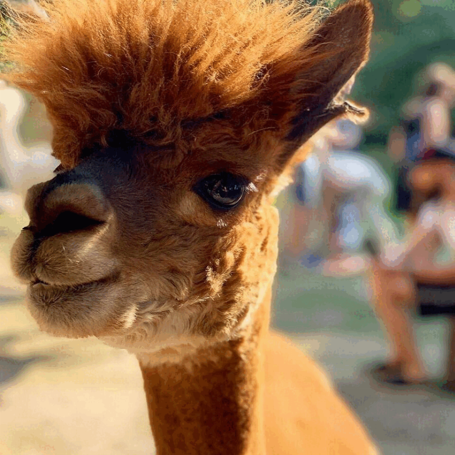 Alpaca Herd Communicating