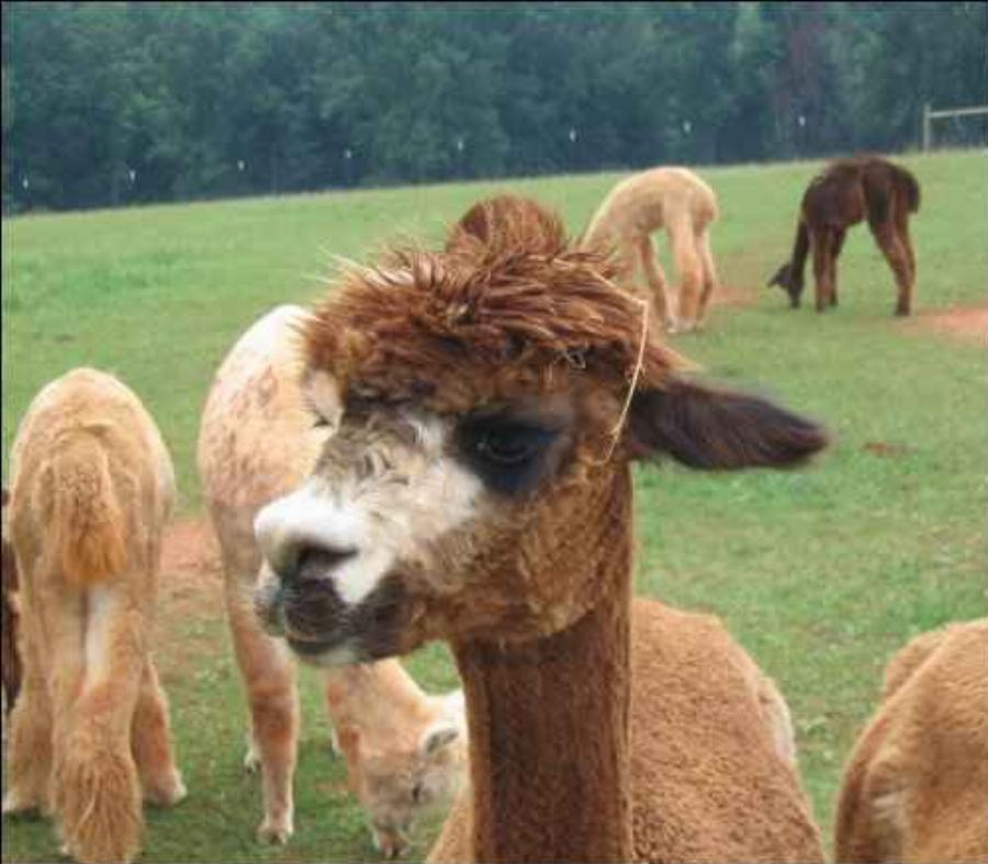 An alpaca humming