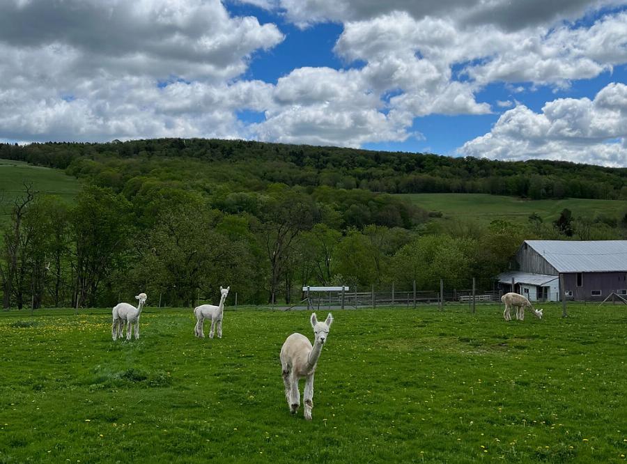 Symptoms of Meningeal Worm in Alpacas