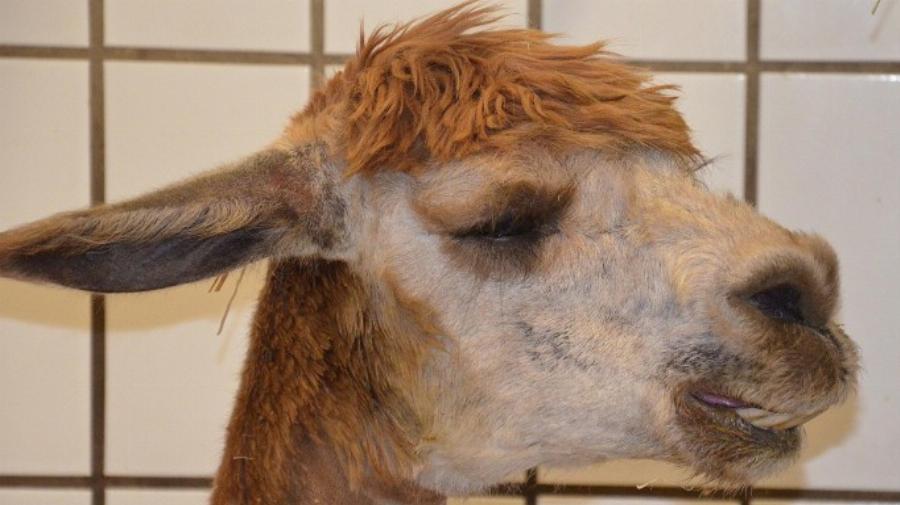 Veterinarian Administering Alpaca Colic Treatment