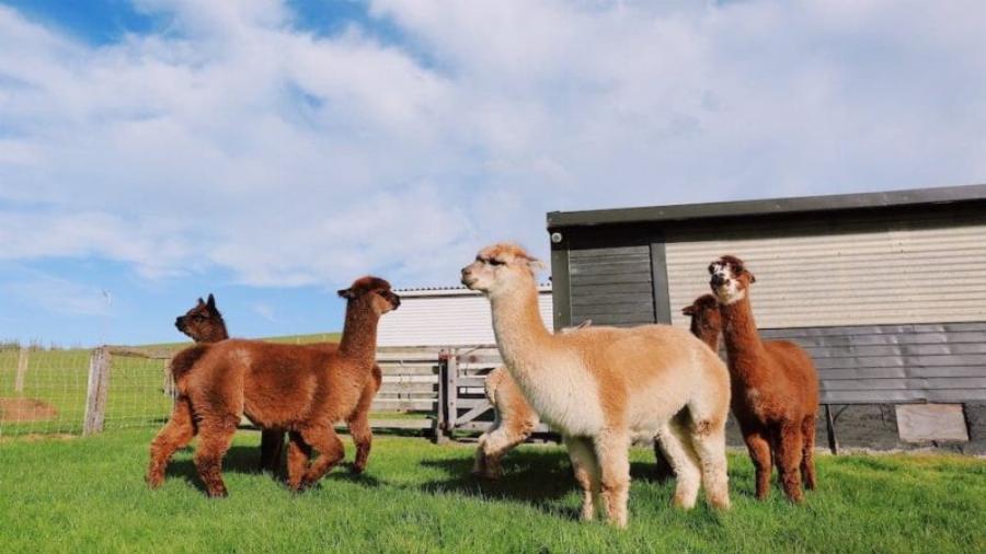 Alpaca Shelter and Fencing Requirements