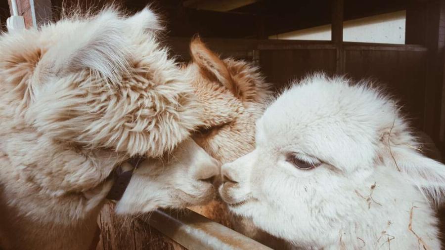 Alpaca with its Cria