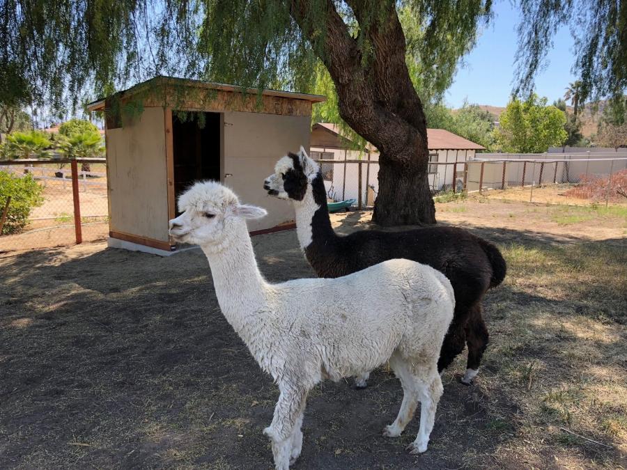 Feeding an Alpaca Apple Slices