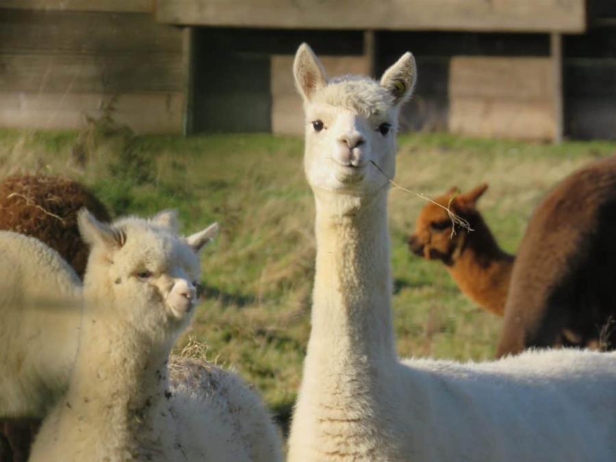 Feeding Alpacas Safe Treats