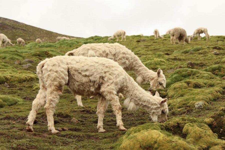 Managing Fescue Pastures for Alpacas