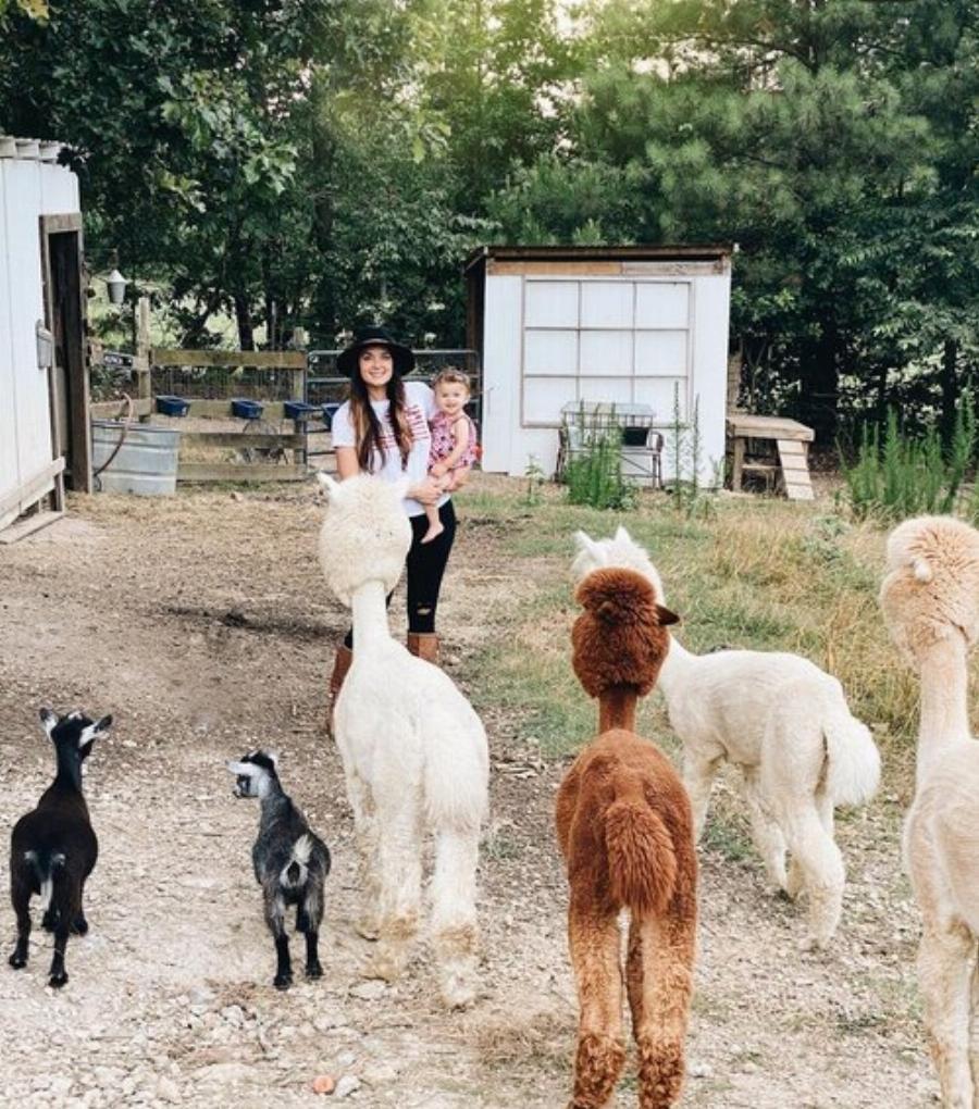 Healthy Alpaca Eating Grass