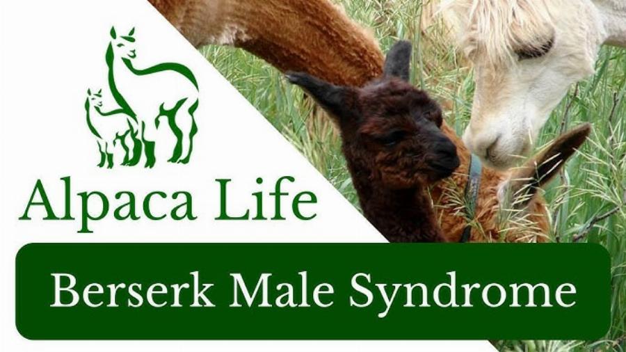 Huacaya and Suri Alpaca Breeds