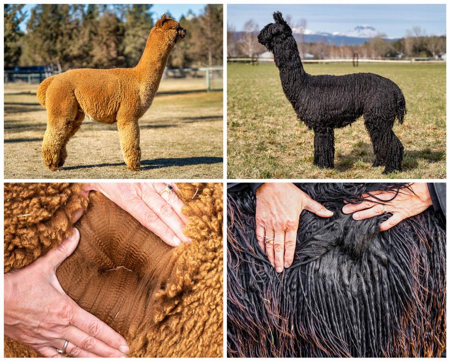 Huacaya and Suri alpacas showcasing their distinct fleece types