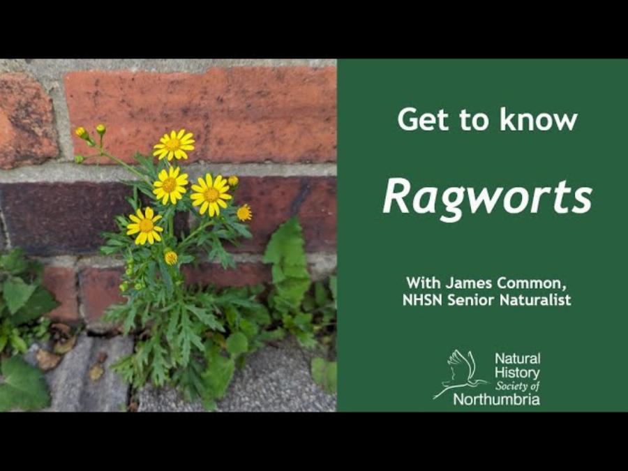 Identifying Ragwort