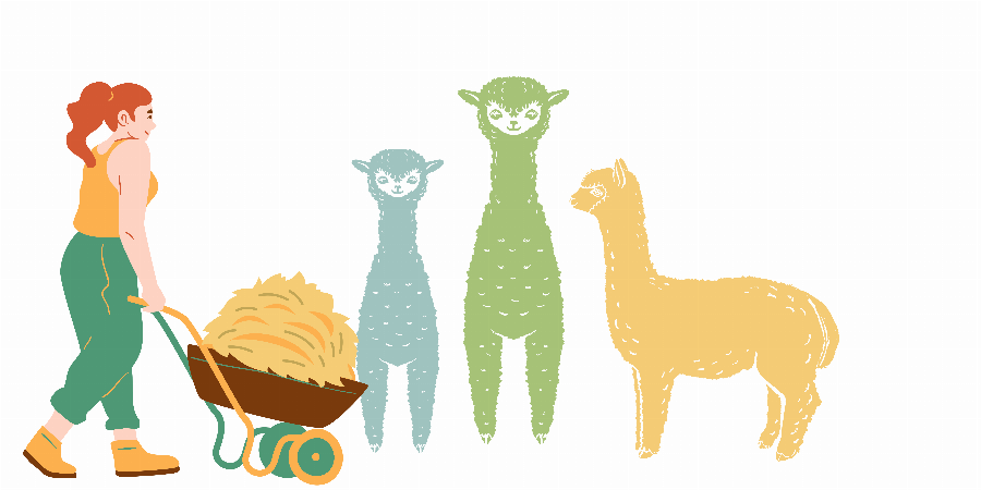 Safe Alpaca Feeding Practices