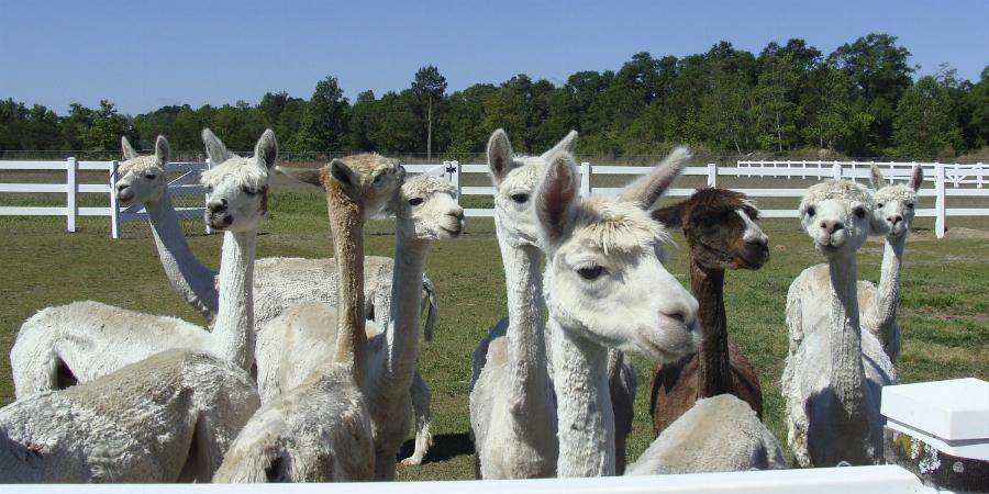 Suri and Huacaya Alpacas Grazing Together