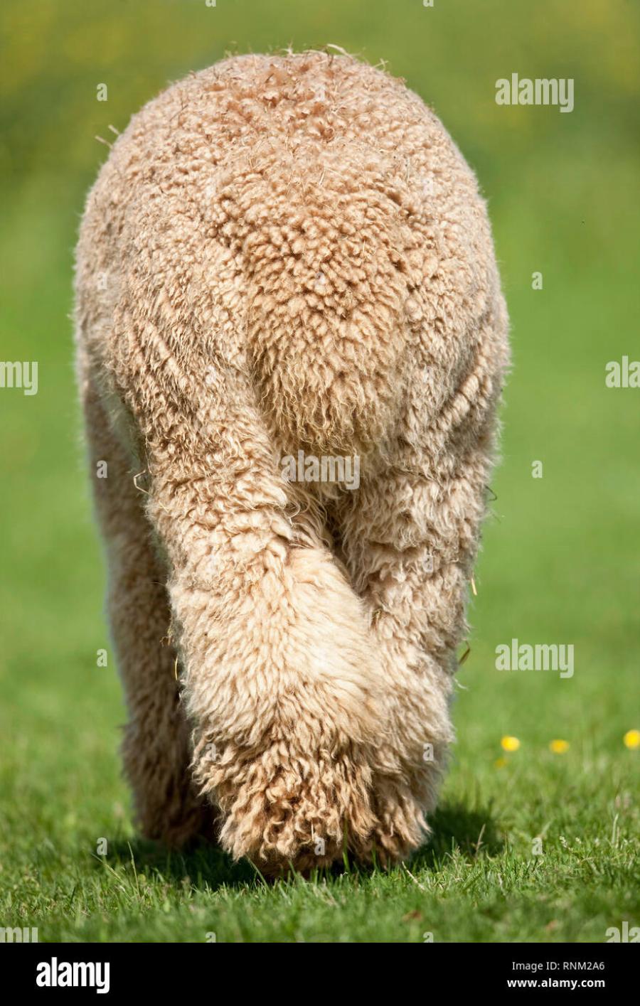 Suri and Huari Alpacas Grazing on Pasture