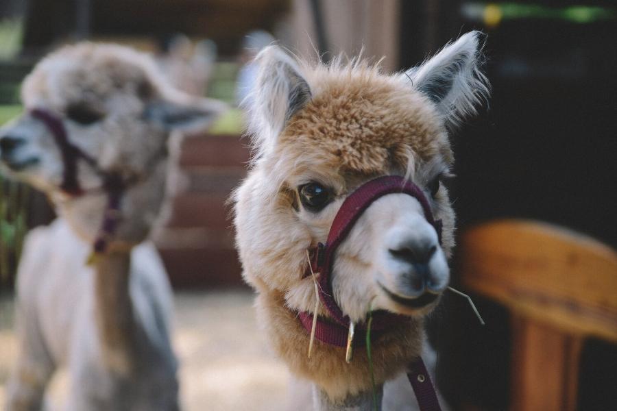 Veterinary Care for Alpacas