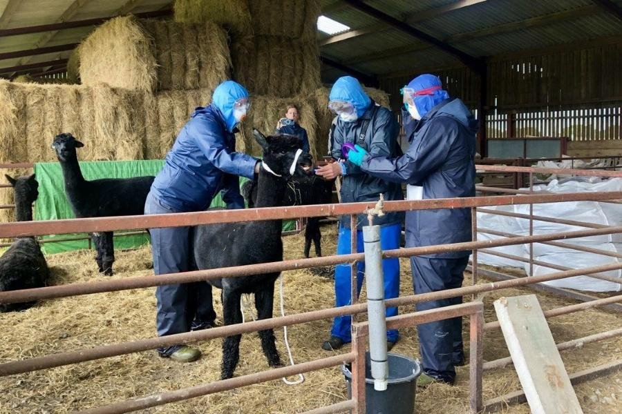 Bác sĩ thú y kiểm tra sức khỏe cho lạc đà Alpaca trắng tại trang trại