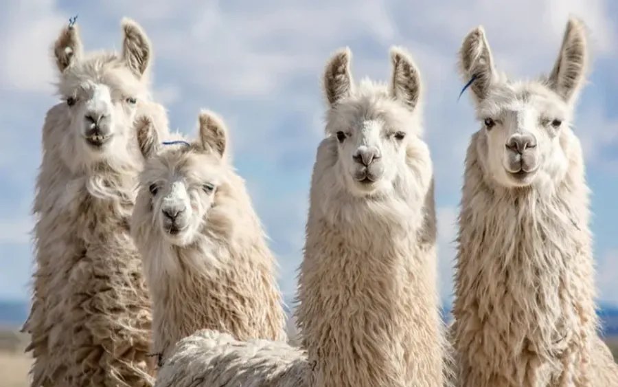 Các bệnh thường gặp ở lạc đà Alpaca và cách phòng ngừa, hình ảnh lạc đà Alpaca được bác sĩ thú y kiểm tra sức khỏe