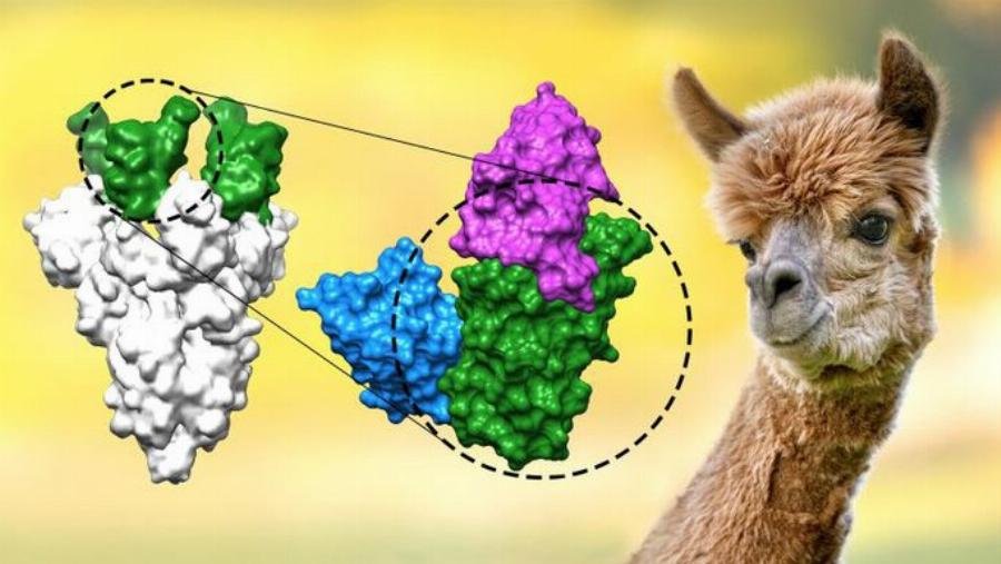 Các biến thể màu xám khác nhau của lạc đà Alpaca.