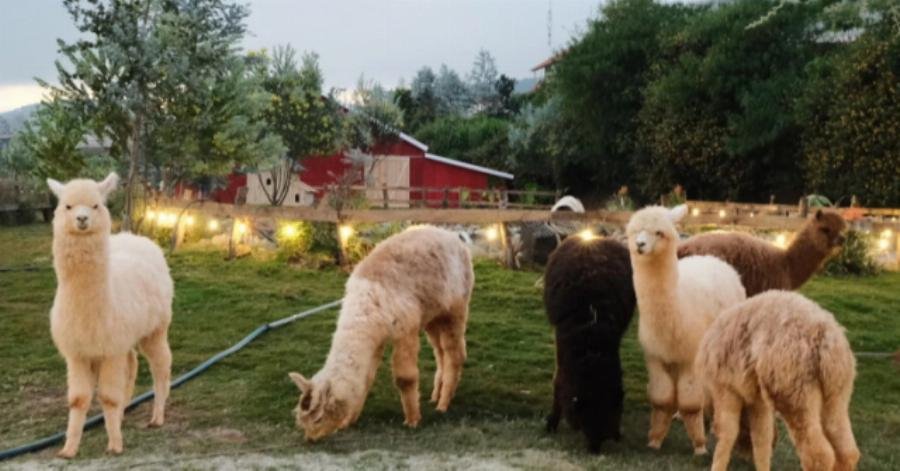 lac-da-alpaca-an-co-la-cay-than-thao-ngoai-xuong-rong