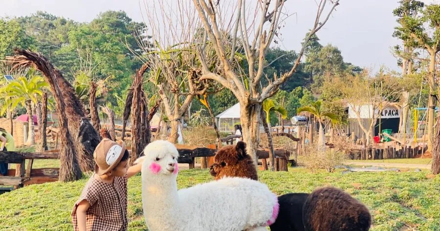 Cham soc lac da Alpaca vang, cat tia long thuong xuyen, dam bao suc khoe tot