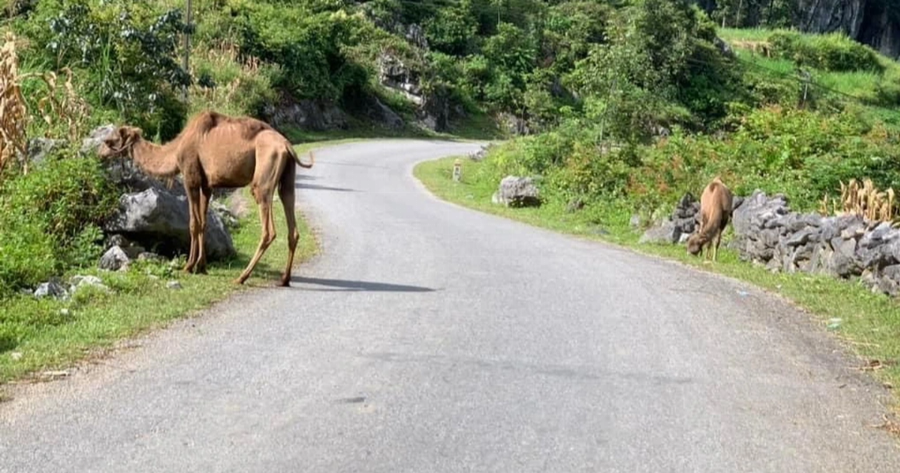 Chăm sóc và nuôi dưỡng lạc đà Alpaca đúng cách