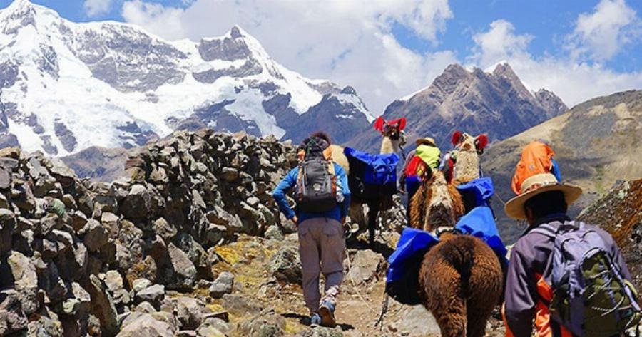 Hình ảnh du khách tham quan trang trại lạc đà Alpaca ở Peru, tìm hiểu về cuộc sống của chúng