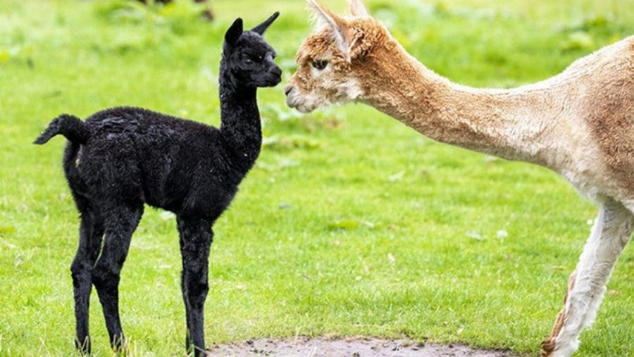 lac-da-alpaca-dang-gam-co-tu-nhien-trong-moi-truong-song-tai-peru