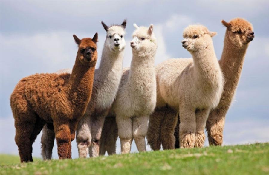 Lạc đà Alpaca với ba mí mắt bảo vệ mắt khỏi bụi và ánh nắng mặt trời