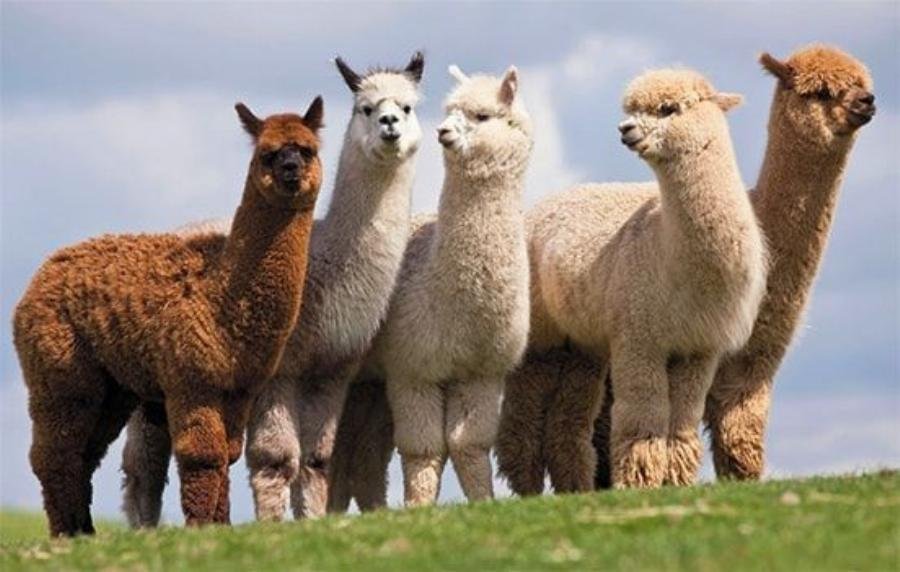 Lạc đà Alpaca cria non đang bú sữa mẹ