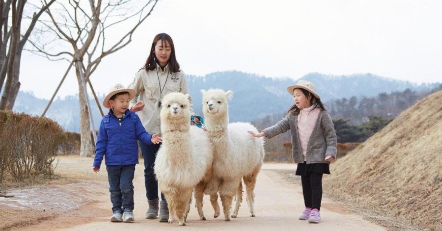lac-da-alpaca-chon-xuong-rong-it-gai-an-toan