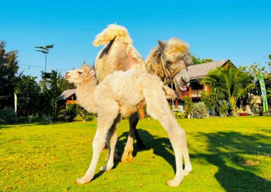 lạc đà được nuôi tại việt nam